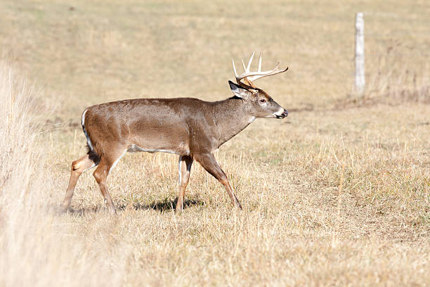 istock Buck whitetail deer walking in field 148122311