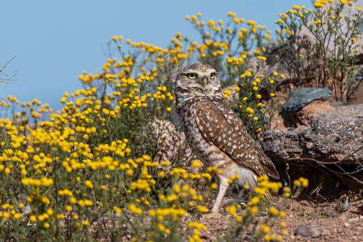 A Burrowing Owl standing outside of its burrow surrounded by a field of yellow chamomile.