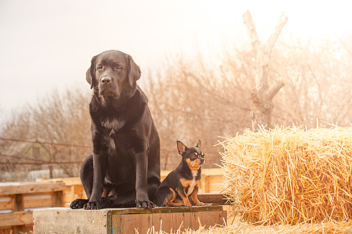 Black labrador retriever and chihuahua tricolor. Two dogs are sitting on a background of straw.