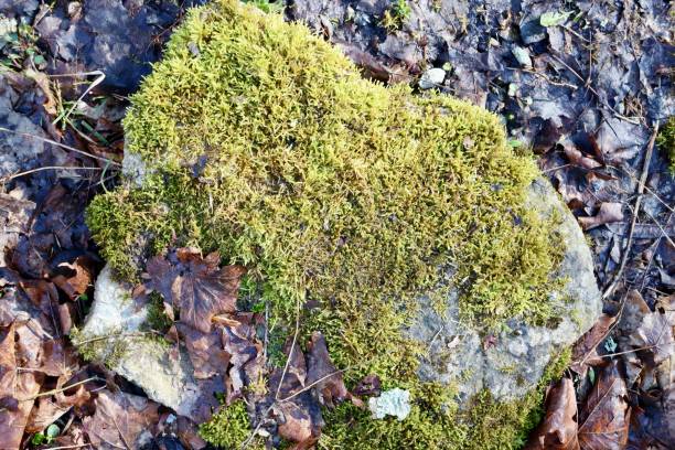 istock Moss on the Rock in the Ground 1481224293