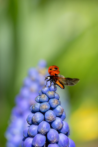 Close up macro photography of a red Ladybird or Ladybug with outstreched wings on a blue Muscari flower head in Spring with copy space