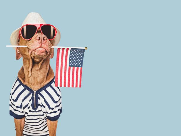 istock Charming brown puppy, sun hat and American flag 1481226984