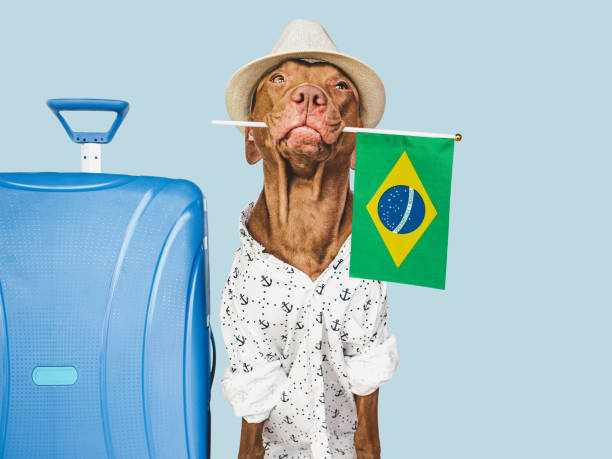 istock Charming puppy, sun hat and Brazilian flag 1481227144
