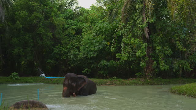 Elephant  bathing in sanctuary in Thailand