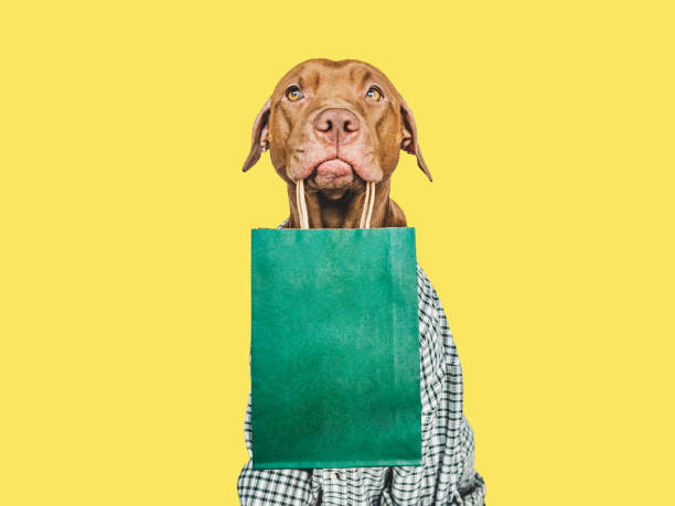 istock Lovable, pretty puppy holding a shopping bag 1481227793
