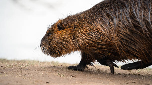 istock Close-up of a Nutria or Coypu 1481227799