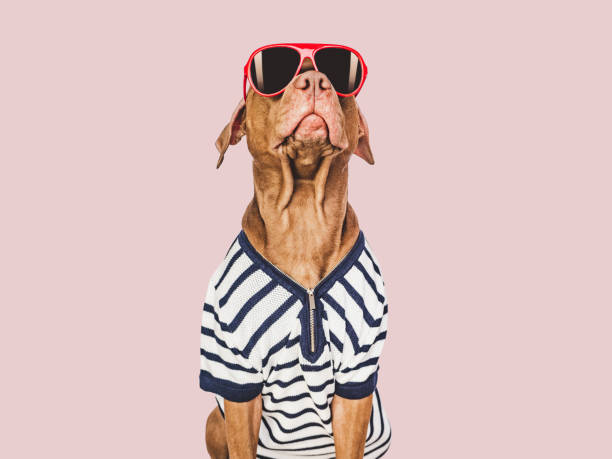 istock Lovable, pretty brown puppy and red sunglasses 1481227841