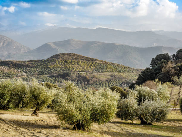 istock Olive trees plantation in Beas de Granada,  Spain 1481228105