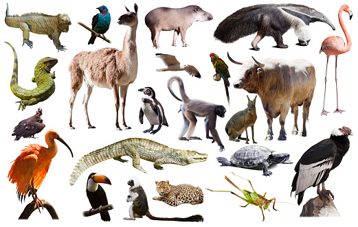 Set of  South American animals. Isolated over white background