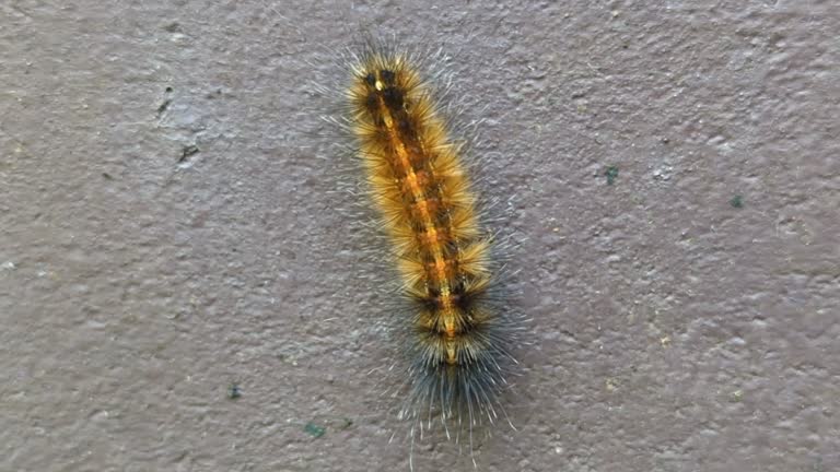 Close-up shot of a fluffy caterpillar on a stone surface