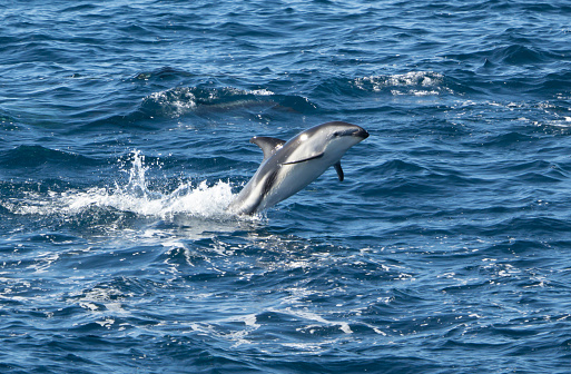playful black dolphins (Lagernohynchus obscurus) jump and play in the blue open sea