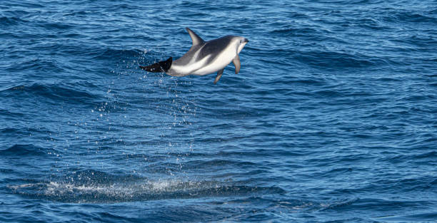 istock playful jumping black dolphins (Lagernohynchus obscurus) in the open sea 1481229776