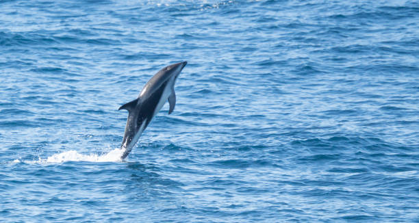 istock playful jumping black dolphins (Lagernohynchus obscurus) in the open sea 1481229819