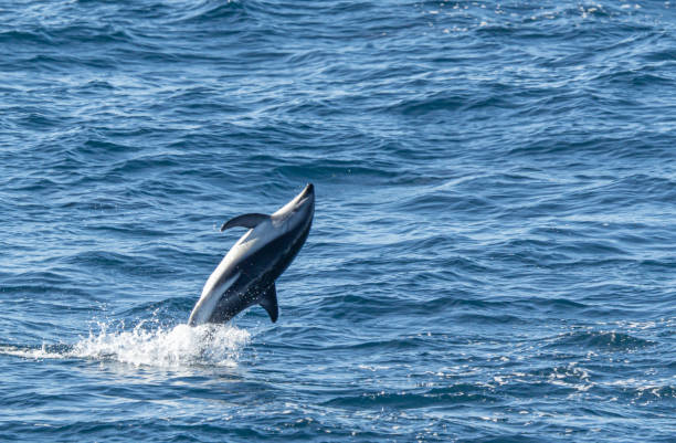 istock playful jumping black dolphins (Lagernohynchus obscurus) in the open sea 1481229836
