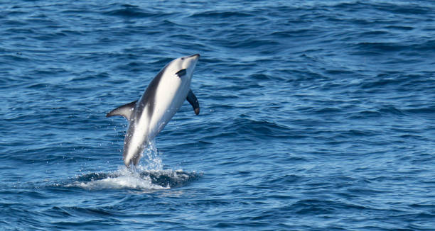 istock playful jumping black dolphins (Lagernohynchus obscurus) in the open sea 1481229899