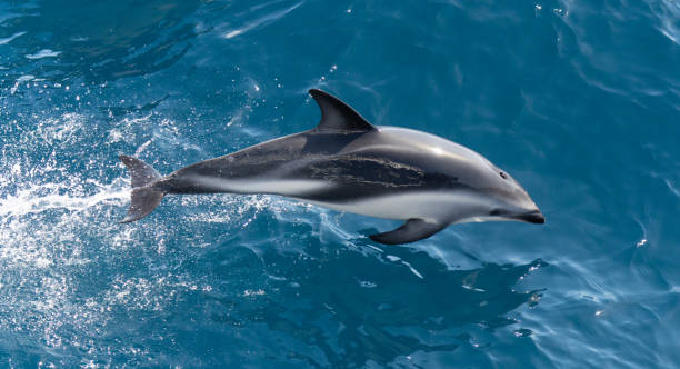 istock playful jumping black dolphins (Lagernohynchus obscurus) in the open sea 1481229997