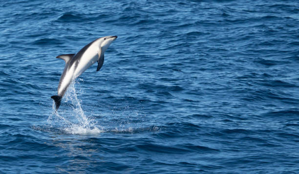 istock playful jumping black dolphins (Lagernohynchus obscurus) in the open sea 1481230014