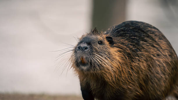istock Close-up of a Nutria or Coypu 1481230935