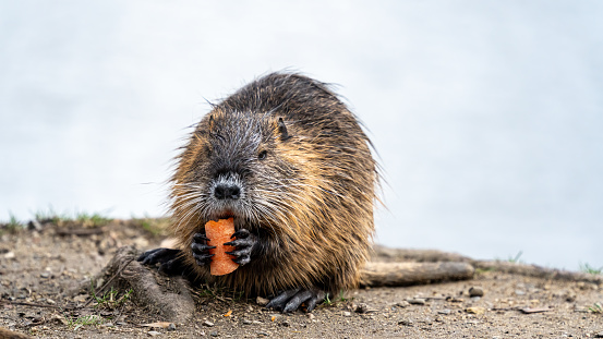 Young eurasian beaver (Castor fiber) eating a twig in water.