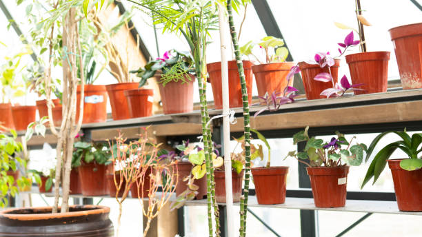 istock greenhouse garden and flowers 1481232395