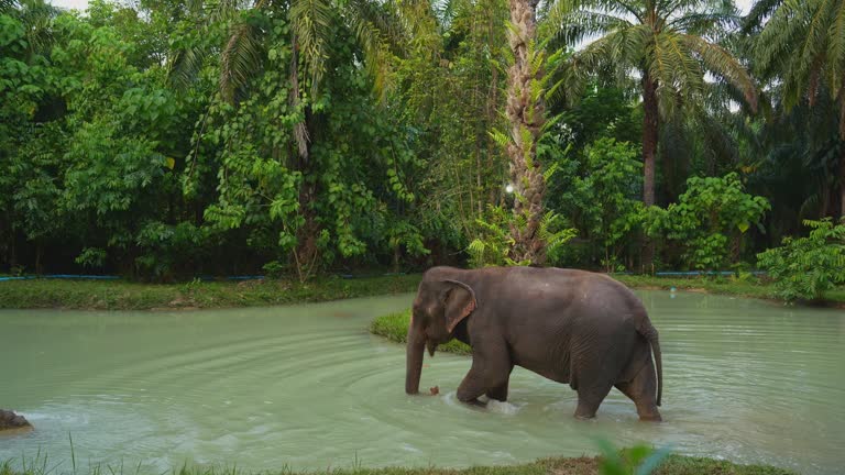 Elephant  bathing in sanctuary in Thailand