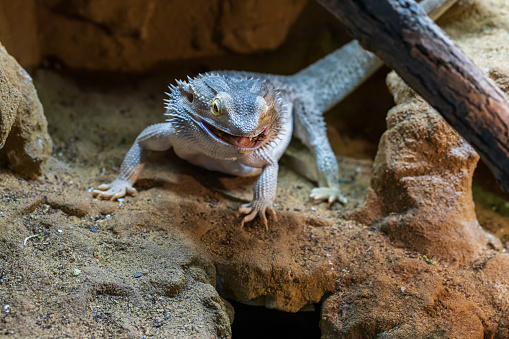 Agama australian - Pogona vitticeps - another name Agama bearded lizard in a terrarium.