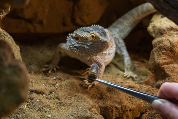 istock Agama australian - Pogona vitticeps - another name Agama bearded lizard in a terrarium. 1481233430