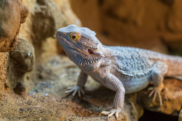 istock Agama australian - Pogona vitticeps - another name Agama bearded lizard in a terrarium. 1481233463