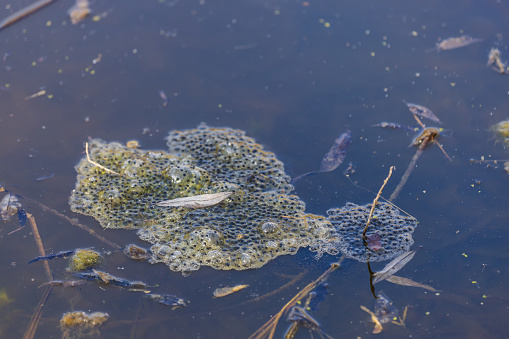Pickled eggs from frogs on the surface of the pond. The fry floats on the surface near the reeds.