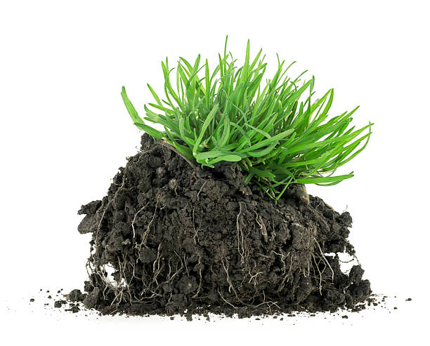 istock Young green grass in black soil isolated on a white background 1481233535