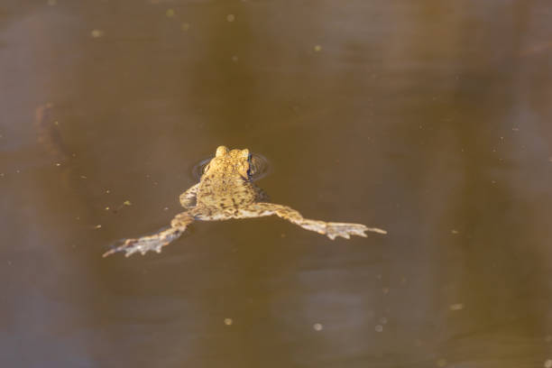 istock Common toad - Bufo bufo during mating season. Frog on the road. Grass surface. Super bokeh. 1481233564