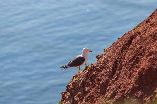 istock Seagull in grass in evening light on Helgoland island in Germany 1481233665