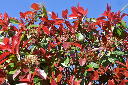 The Photinia glabra ( Red robin ) hedges. Rosaceae evergreen shrub. It is often used as a hedge because of its beautiful red shoots in spring.