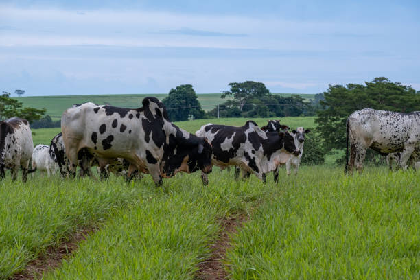 istock dairy cattle with white and black spots on green pasture 1481235804