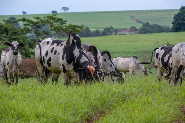 istock dairy cattle with white and black spots on green pasture 1481235808