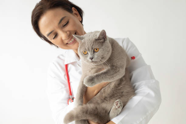 istock Veterinarian And British Shorthair 1481235969