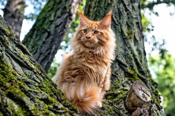 istock A big red maine coon kitten. 1481237080