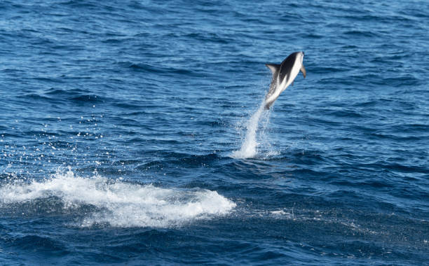istock playful jumping black dolphins (Lagernohynchus obscurus) in the open sea 1481238196