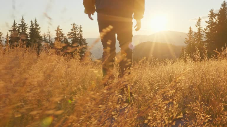 Male tourist walks on meadow of tall golden grass in mountains on sunny day at sunset in autumn blue sky. Family vacation, camping, hiking, trekking. Lens flares. Travel pets