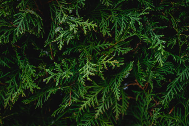 istock Green coniferous bush , thuja hedge texture close up. 1481238448