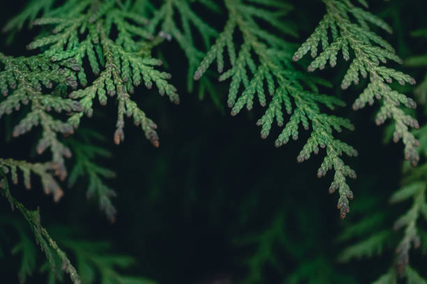 istock Natural background, texture of a coniferous tree branch. 1481239842