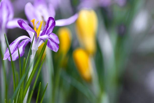 Snowdrops against background of grass.