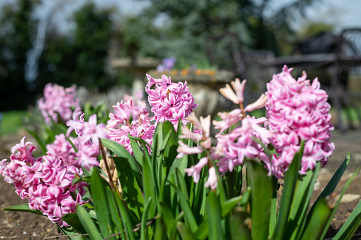 Close up of pink hyacinth (hyacinthus orientalis) flowers in bloom