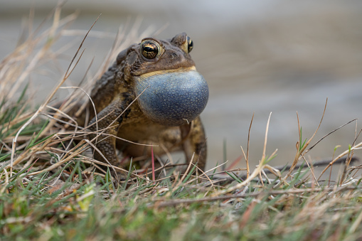 Close-up of Eastern American Toad (Bufo americanus) sits on side of pond and calls for mate.