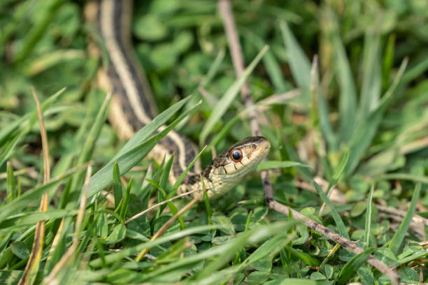 istock Garter Snake in Green Grass 1481239941