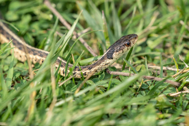 istock Garter Snake in Green Grass 1481239944