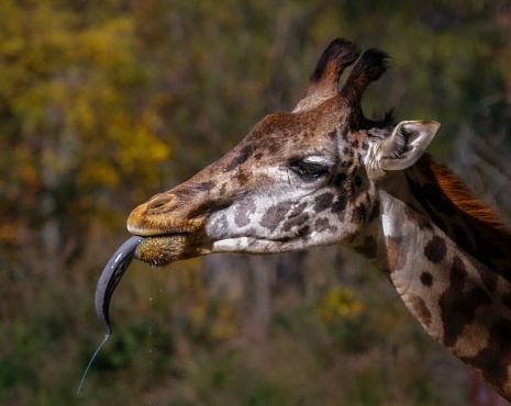 A giraffe has been drinking water and drops of water are falling from its long tongue. All you see is the side view of the giraffe's head. The background is out of focus.