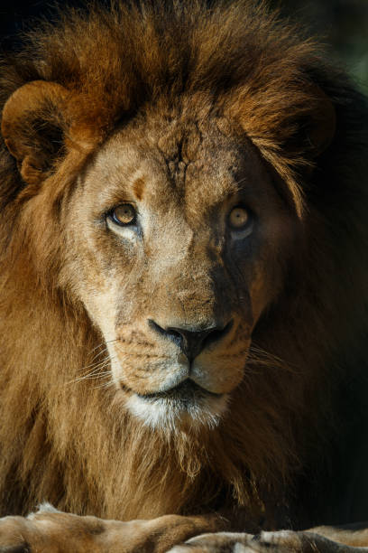 istock Head of a Male Lion 1481241039