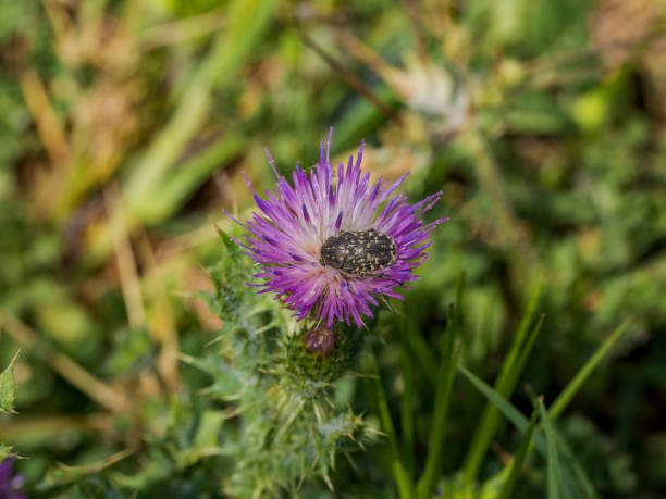 istock Brown beetle in the flower 1481241122