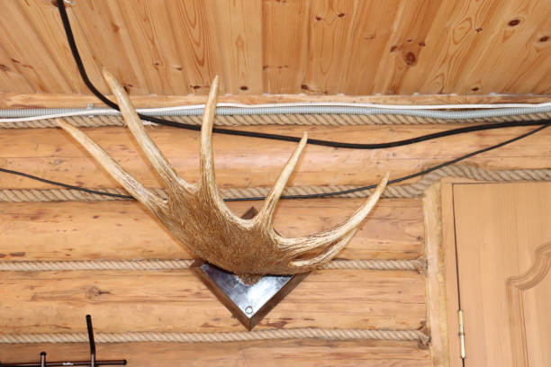 istock trophy elk antlers on the wall 1481241147
